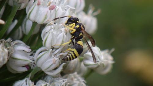 Ancistrocerus sp.